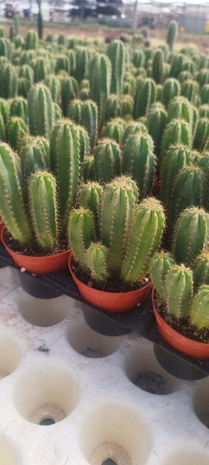 Piante Cactacee 15