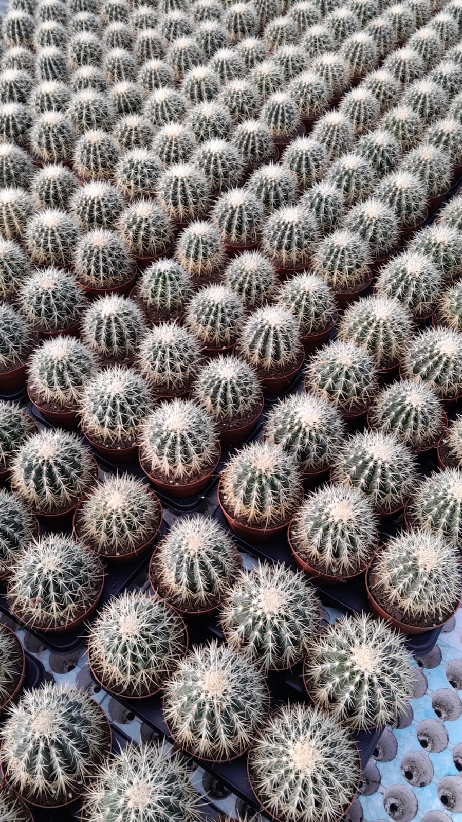 Echino Cactus Grusonii
