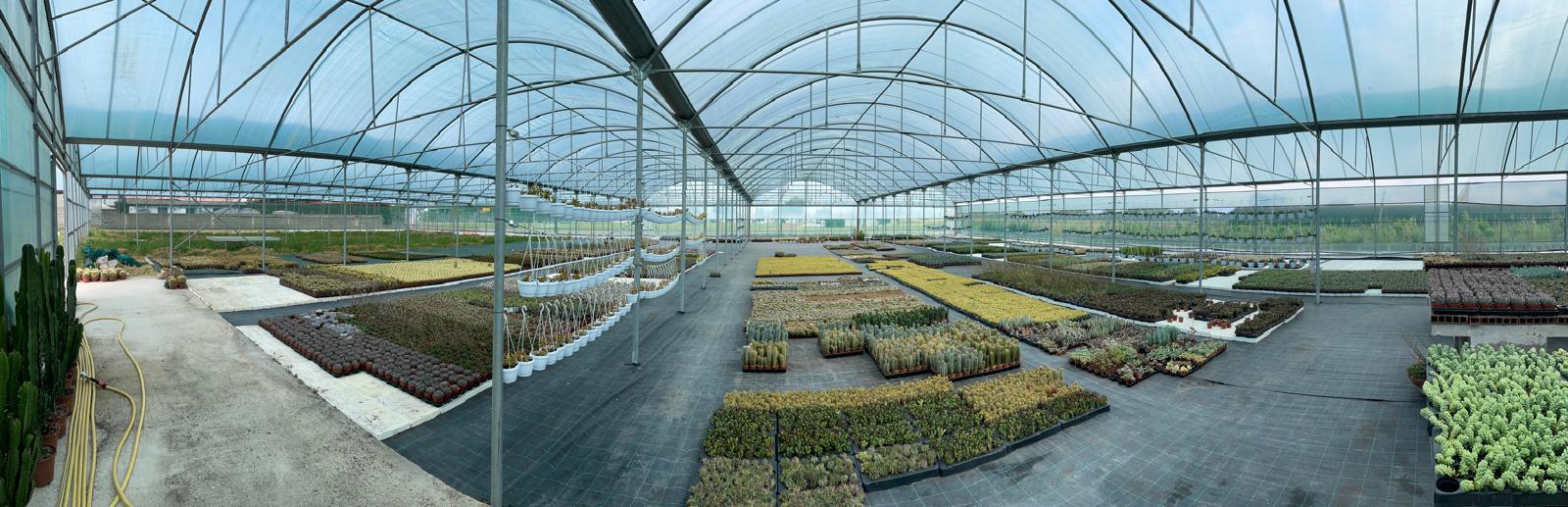 Sfondo Azienda Agricola Cactus